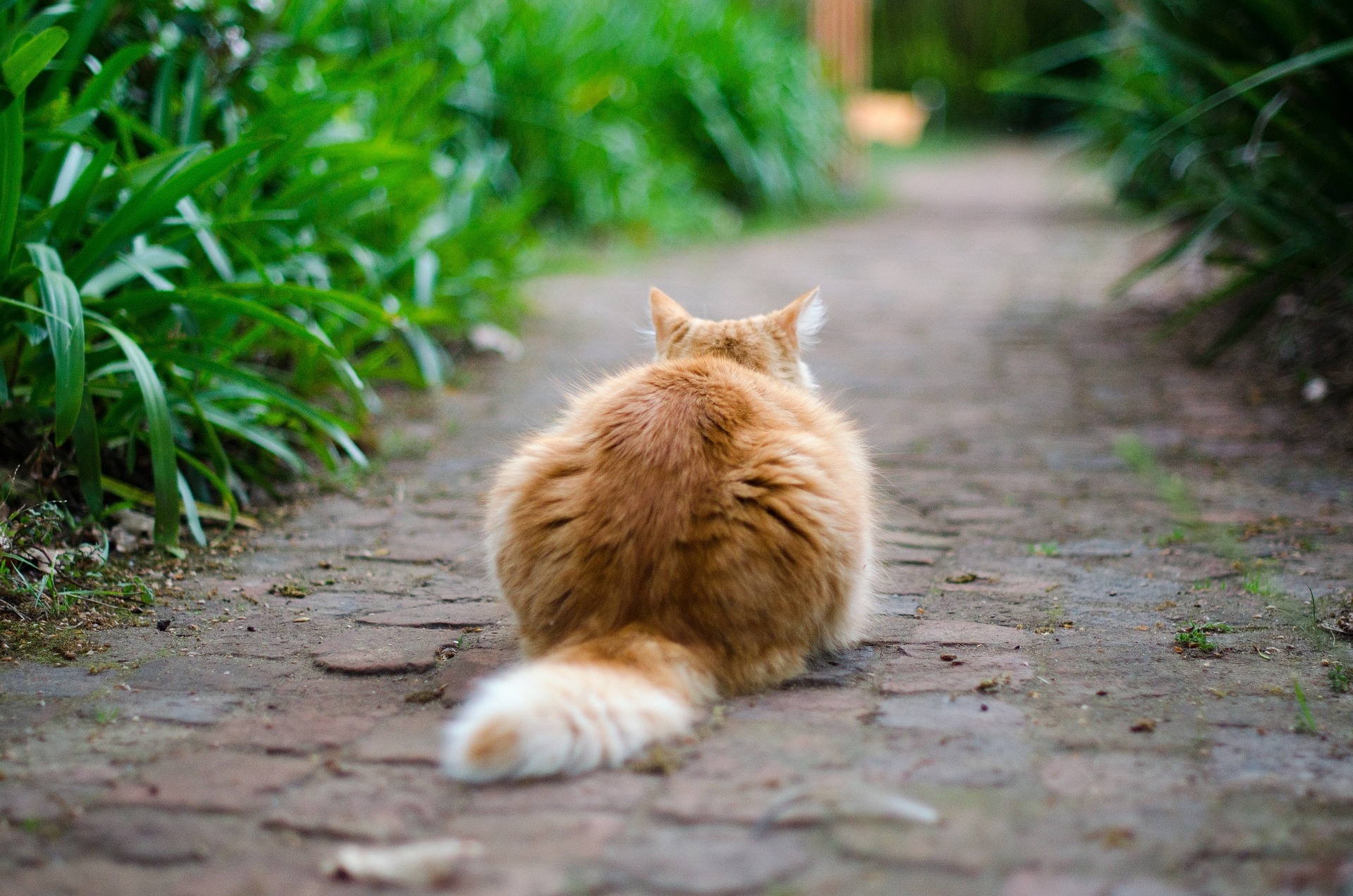 エッセンシャルオイルは犬にとって安全ですか?