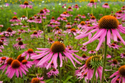 エキナセアの花