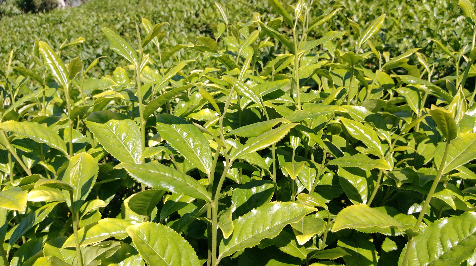 tea tree