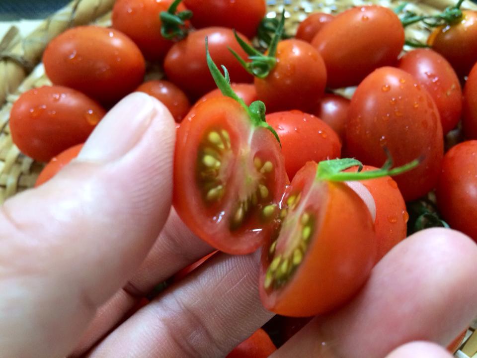 ミニトマト