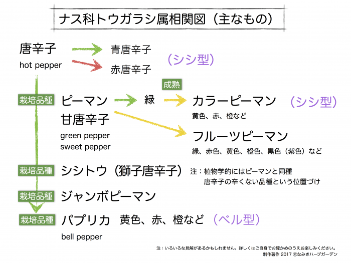 ナス科トウガラシ属相関図