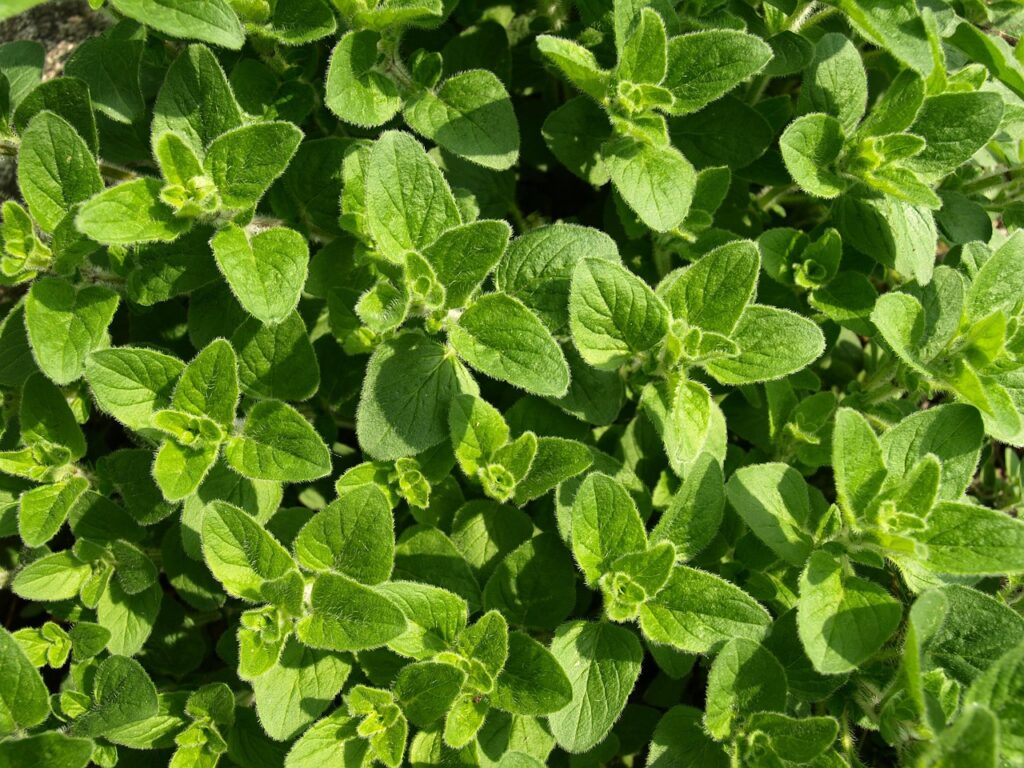 oregano